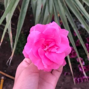 Meet your Posher, America